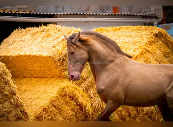 PRE, Stallone, 13 Anni, 161 cm, Champagne