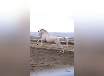 PRE, Stallone, 3 Anni, 170 cm, Cremello