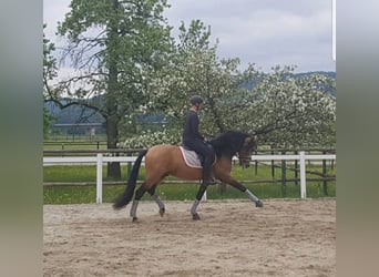 PRE, Stallone, 14 Anni, 162 cm, Falbo