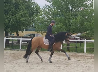 PRE, Stallone, 14 Anni, 162 cm, Falbo