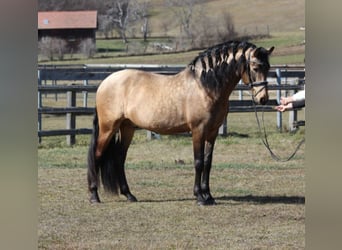 PRE, Stallone, 14 Anni, 162 cm, Falbo