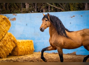 PRE, Stallone, 16 Anni, 163 cm, Falbo