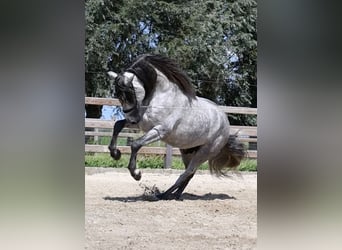 PRE, Stallone, 7 Anni, 169 cm, Grigio