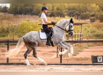 PRE, Stallone, 10 Anni, 173 cm, Grigio