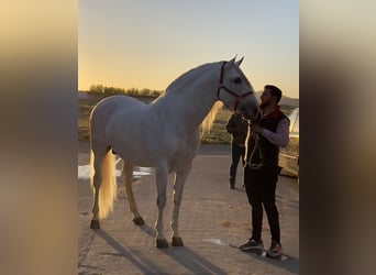 PRE, Stallone, 10 Anni, 168 cm, Grigio