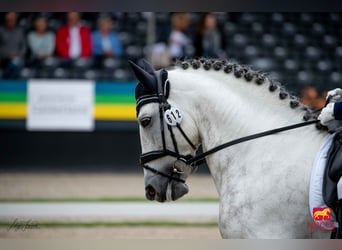PRE, Stallone, 12 Anni, Grigio