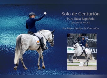 PRE, Stallone, 12 Anni, Grigio