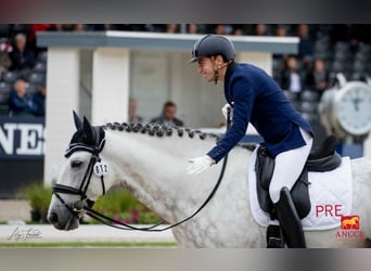 PRE, Stallone, 12 Anni, Grigio