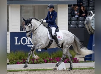 PRE, Stallone, 12 Anni, Grigio