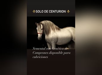 PRE, Stallone, 12 Anni, Grigio