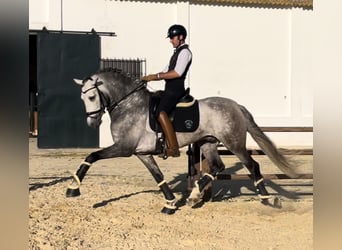 PRE, Stallone, 6 Anni, 169 cm, Grigio pezzato