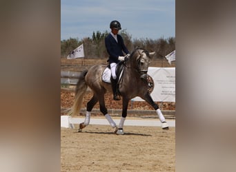 PRE, Stallone, 6 Anni, 169 cm, Grigio pezzato