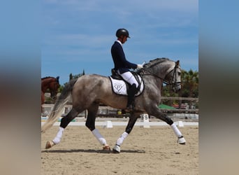 PRE, Stallone, 6 Anni, 169 cm, Grigio pezzato