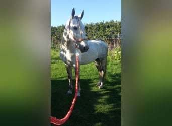 PRE, Stallone, 15 Anni, 162 cm, Grigio pezzato