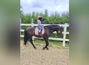 PRE, Stallone, 18 Anni, 156 cm, Morello