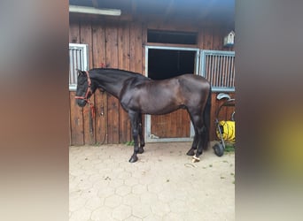 PRE, Stallone, 18 Anni, 156 cm, Morello