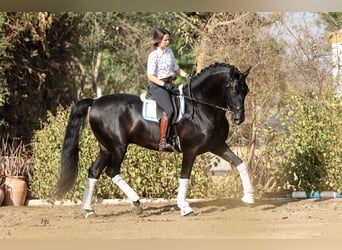 PRE, Stallone, 10 Anni, 175 cm, Morello