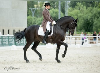 PRE, Stallone, 18 Anni, 168 cm, Morello
