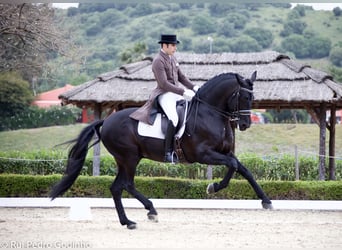 PRE, Stallone, 18 Anni, 168 cm, Morello