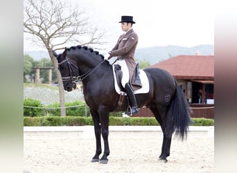PRE, Stallone, 18 Anni, 168 cm, Morello