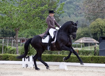 PRE, Stallone, 18 Anni, 168 cm, Morello