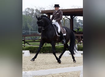 PRE, Stallone, 18 Anni, 168 cm, Morello