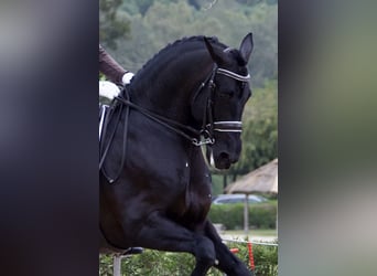 PRE, Stallone, 18 Anni, 168 cm, Morello
