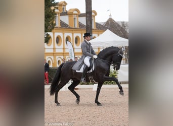 PRE, Stallone, 18 Anni, 168 cm, Morello
