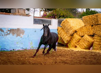 PRE Mix, Stallone, 9 Anni, 168 cm, Morello