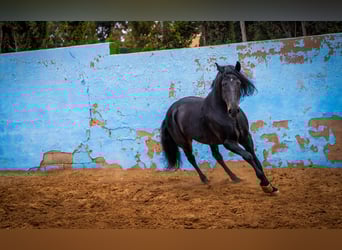 PRE Mix, Stallone, 9 Anni, 168 cm, Morello