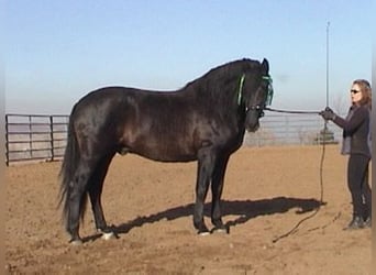 PRE, Stallone, 25 Anni, 165 cm, Morello