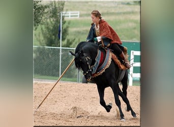 PRE, Stallone, 28 Anni, 165 cm, Morello