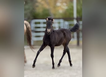 PRE, Stallone, 10 Anni, 161 cm, Morello