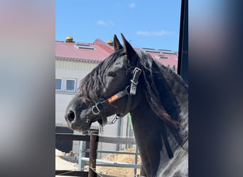 PRE, Stallone, 10 Anni, 161 cm, Morello