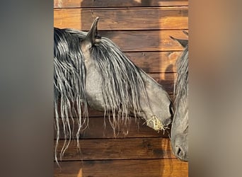 PRE, Stallone, 10 Anni, 161 cm, Morello