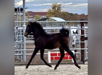 PRE, Stallone, 10 Anni, 161 cm, Morello