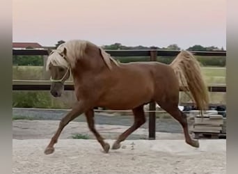 PRE, Stallone, 11 Anni, 160 cm, Palomino