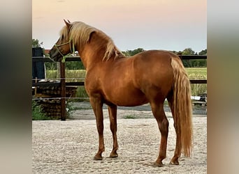 PRE, Stallone, 11 Anni, 160 cm, Palomino