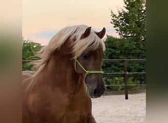 PRE, Stallone, 11 Anni, 160 cm, Palomino