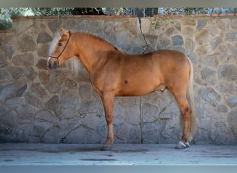 PRE, Stallone, 12 Anni, 160 cm, Palomino