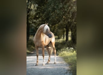 PRE, Stallone, 5 Anni, 168 cm, Palomino