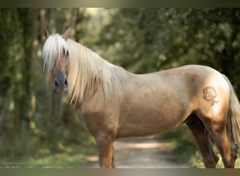 PRE, Stallone, 5 Anni, 168 cm, Palomino