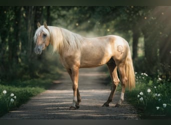 PRE, Stallone, 5 Anni, 168 cm, Palomino