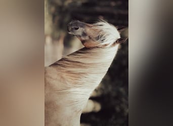 PRE, Stallone, 5 Anni, 168 cm, Palomino