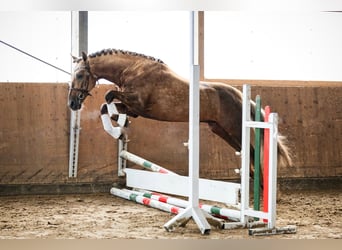 PRE, Stallone, 7 Anni, 164 cm, Palomino