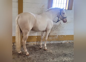 PRE, Stallone, 4 Anni, 164 cm, Palomino