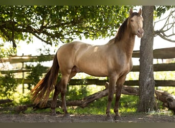 PRE, Stallone, 5 Anni, 165 cm, Pearl