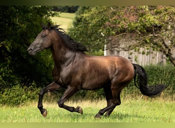 PRE, Stallone, 18 Anni, 165 cm, Pearl