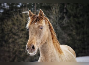 PRE, Stallone, 6 Anni, 165 cm, Pearl