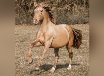PRE, Stallone, 6 Anni, 165 cm, Pearl